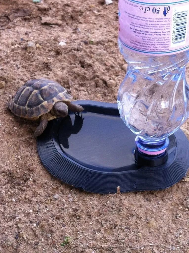 Small Animal Pond