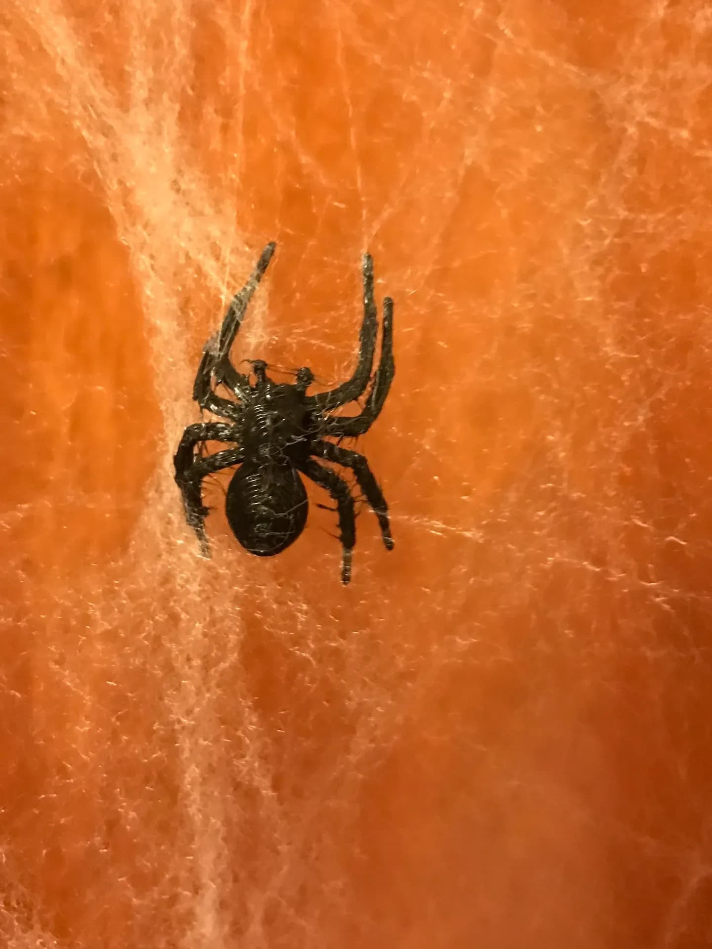 Araña doméstica para Halloween - Image 2