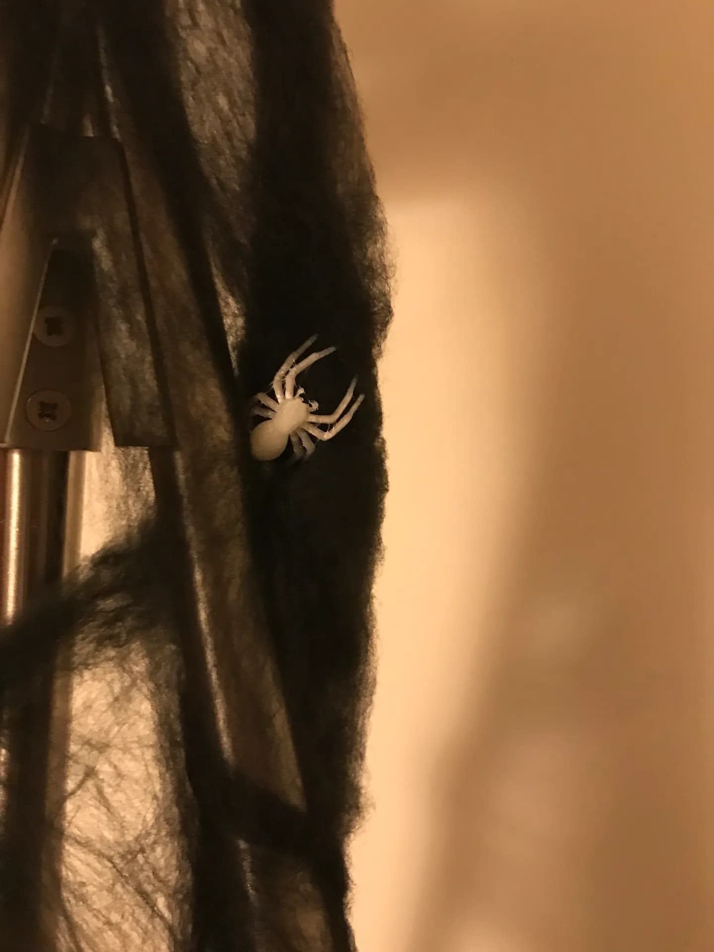Araña doméstica para Halloween - Image 1